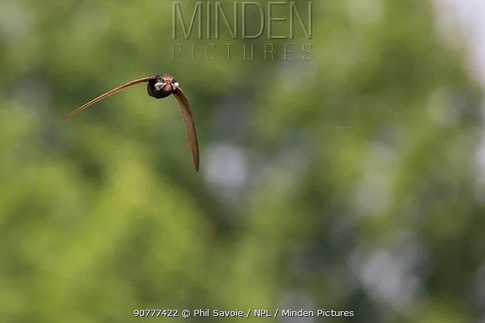 hougarden