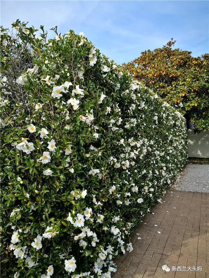 hougarden