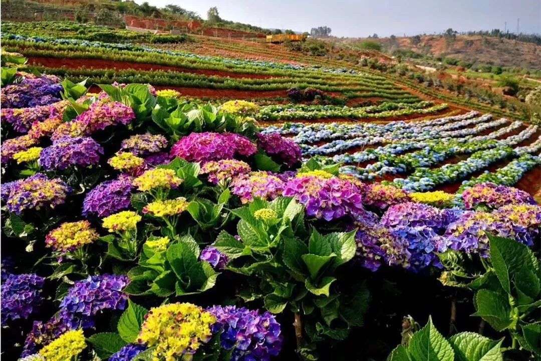 hougarden