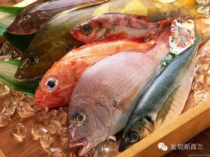 新西兰常见海鱼中英文对照