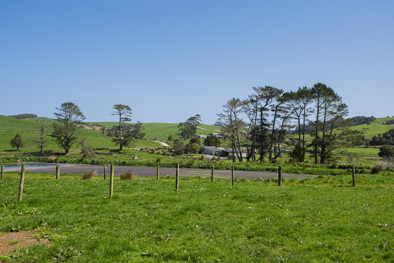 24 Foster Road, Dargaville Surrounds, Kaipara, 0 ਕਮਰੇ, 0 ਬਾਥਰੂਮ, Dairy