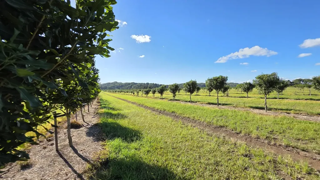 Pimlico  If you were waiting for the best farm in the area - this is your lucky day!