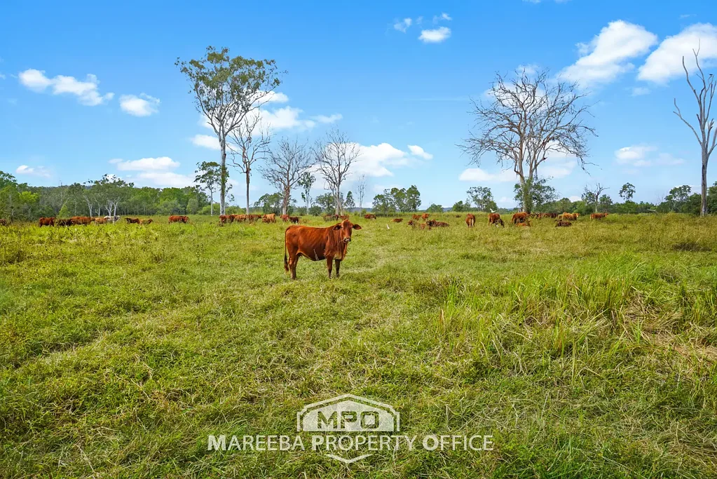 Biboohra LARGE SCALE FREEHOLD GRAZING LAND
