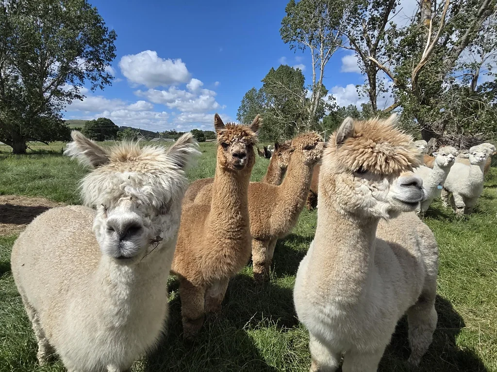 Lawrence Alpaca's not included!!