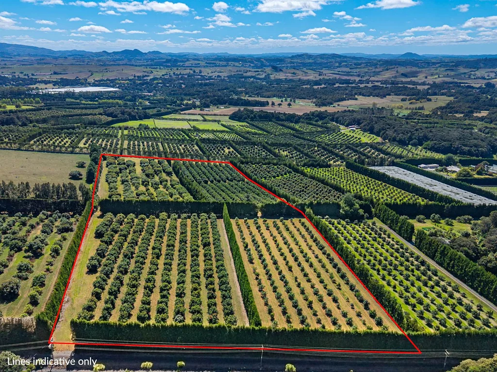 Maungatapere Prime Avocado Orchard in a Top Location