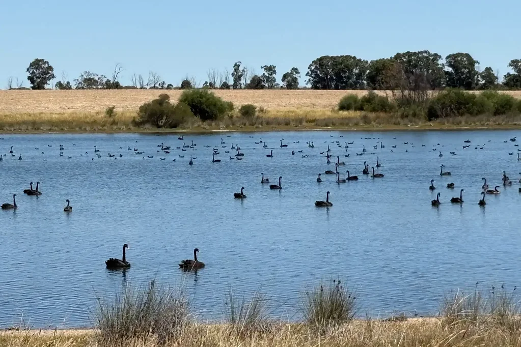 Dandaragan  'Glen Ruff"
One year (2026) cropping lease and sale opportunity via Expressions of Interest.