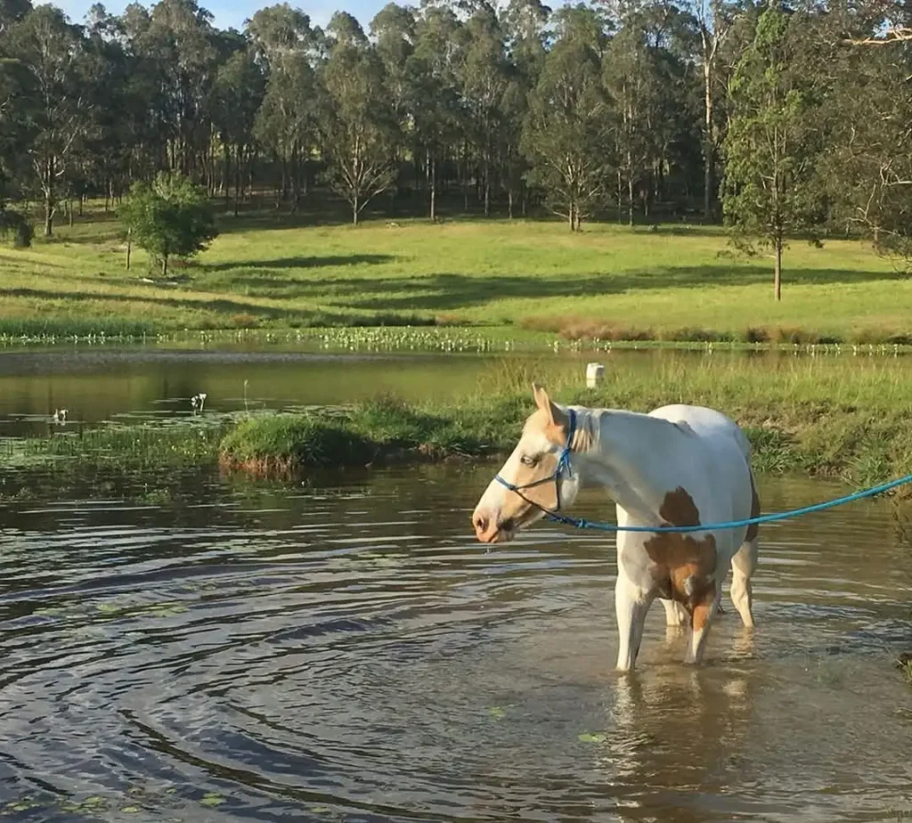 Firefly Rural Equestrian Homestead + Cattle Country - 49.27 Hectares of Productivity, Views and Facilities