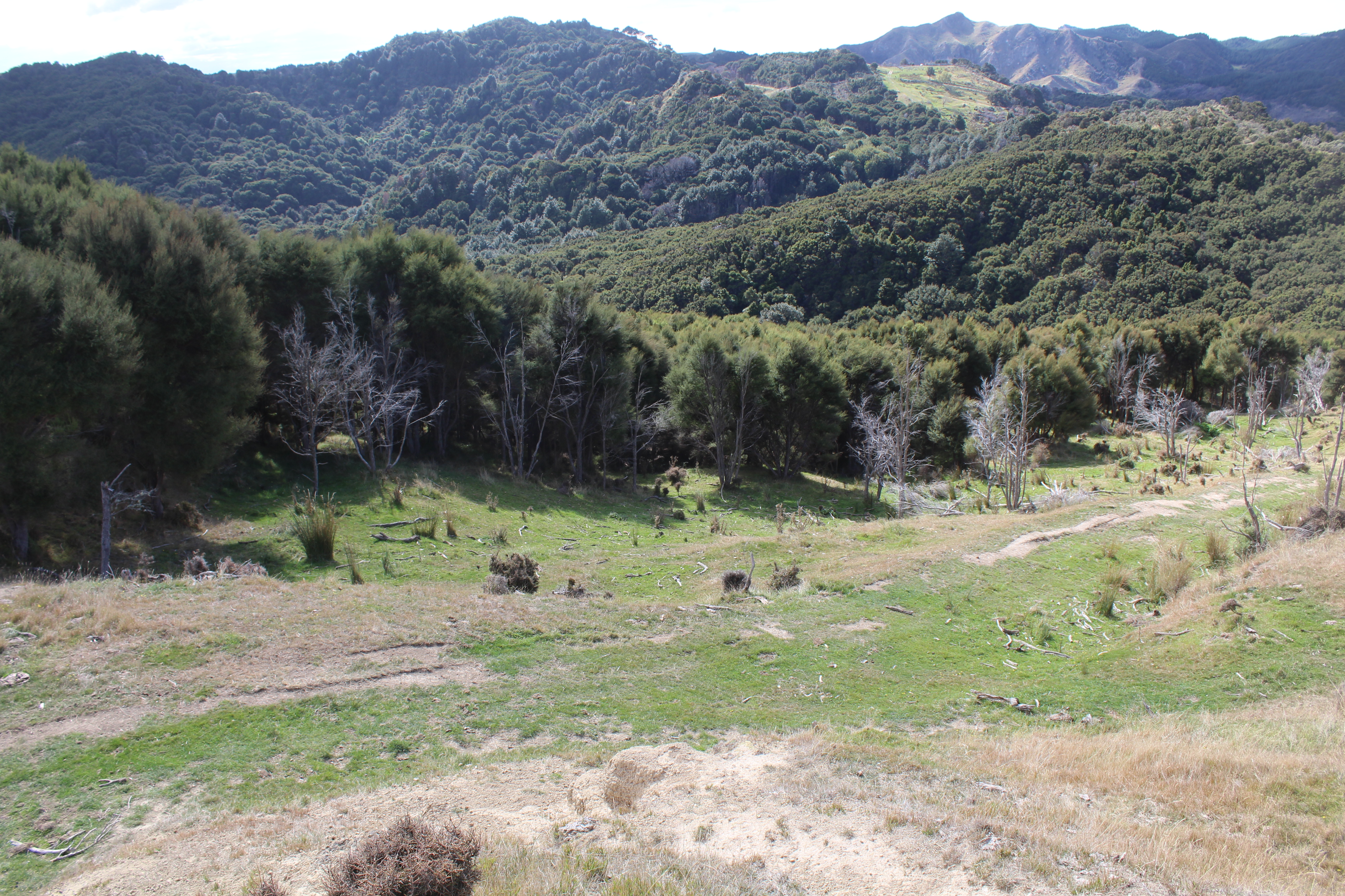 299 Branscombe Road, Pongaroa, Tararua, 0房, 0浴, Grazing