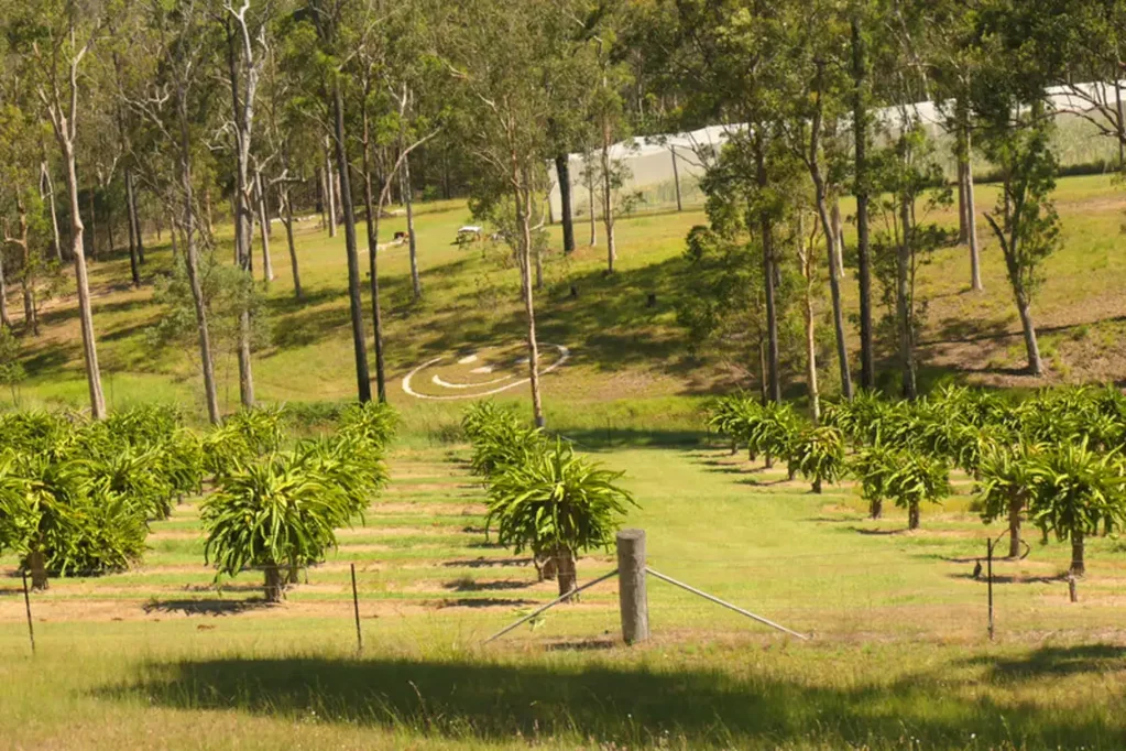 Bulldog Dragonfruit Farm, Lifestyle, Income :)