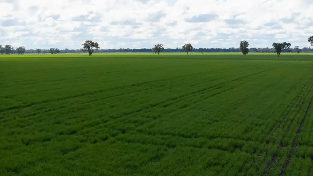Moree "Cheecome" Prime Cropping Opportunity - East of Moree