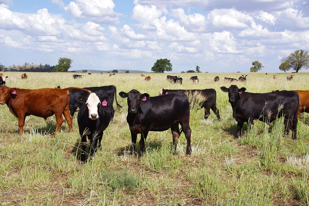 Boggabri "Braemar" - Pasture Powerhouse