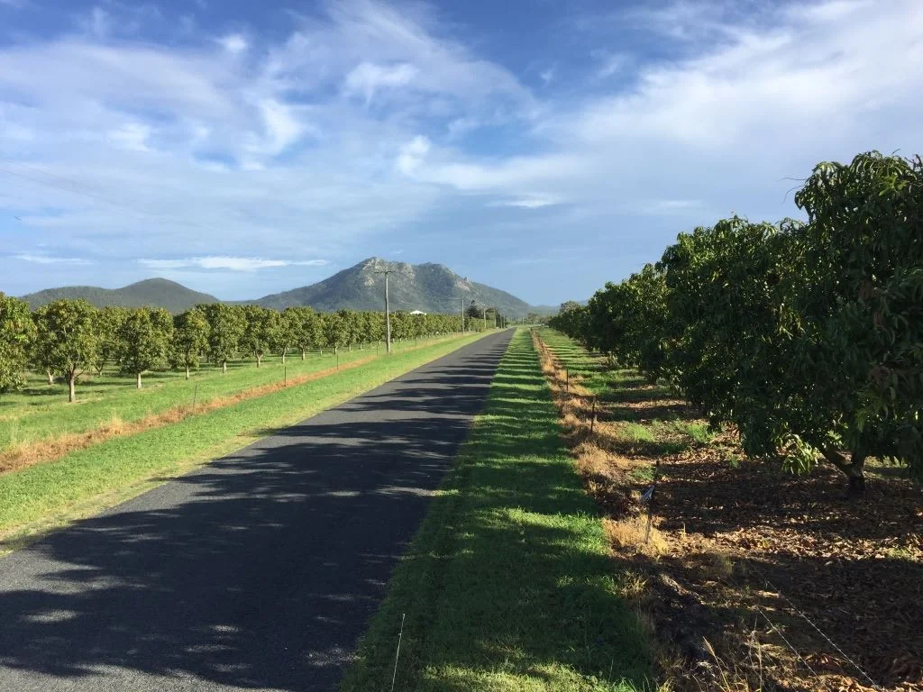 Bowen  "Jayfresh Mango Plantations"