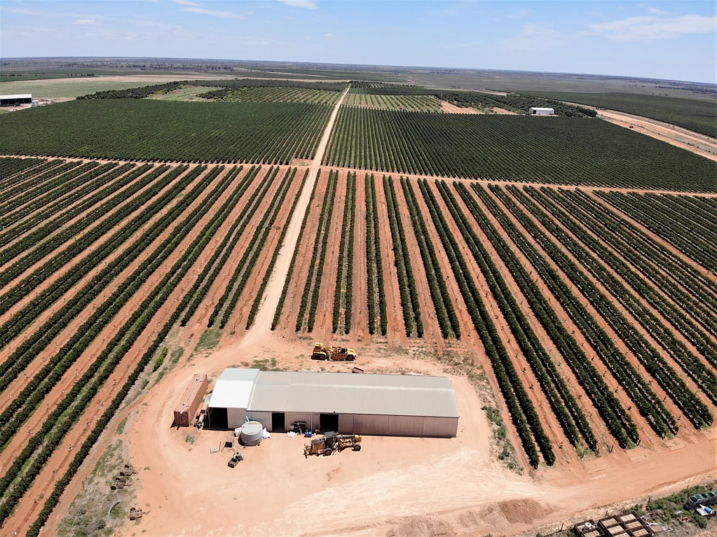 Wentworth Diversified Horticultural Enterprise - Wine Grapes, Mangoes, Avocados, Walnuts