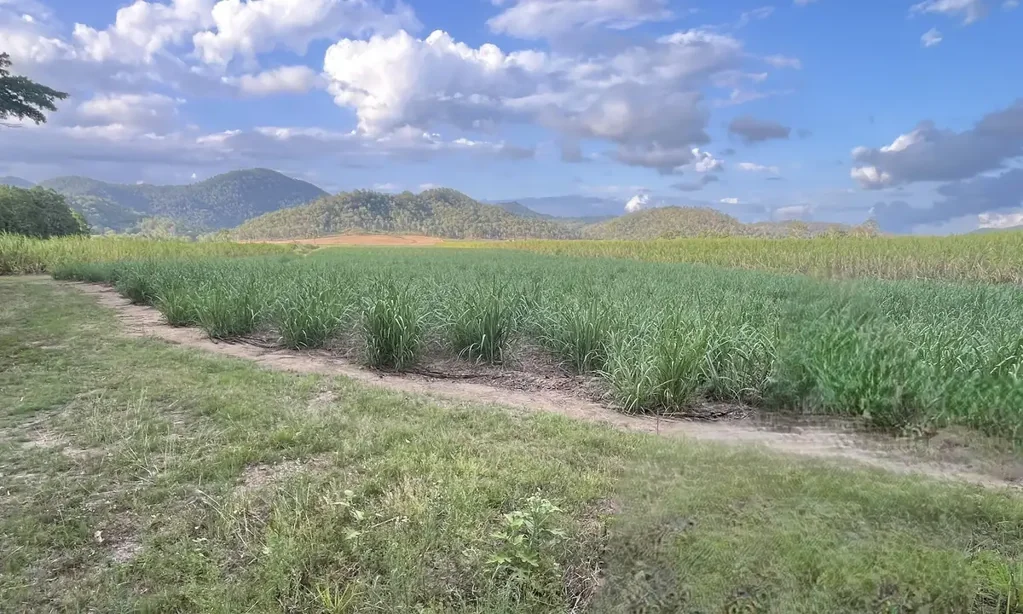 Dows Creek Productive Cane & Lifestyle Farm - 156 Acres, Dows Creek QLD