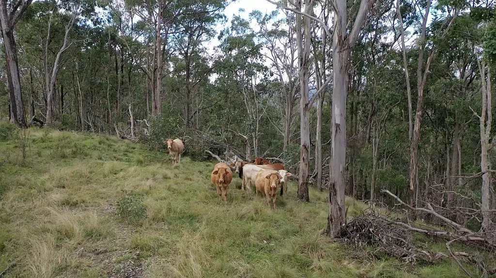 Tenterfield Embrace Rural Bliss