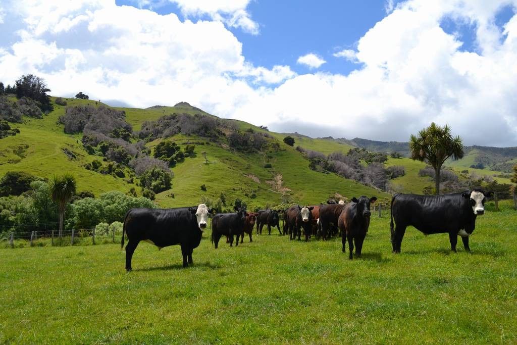 Rural Banks Peninsula