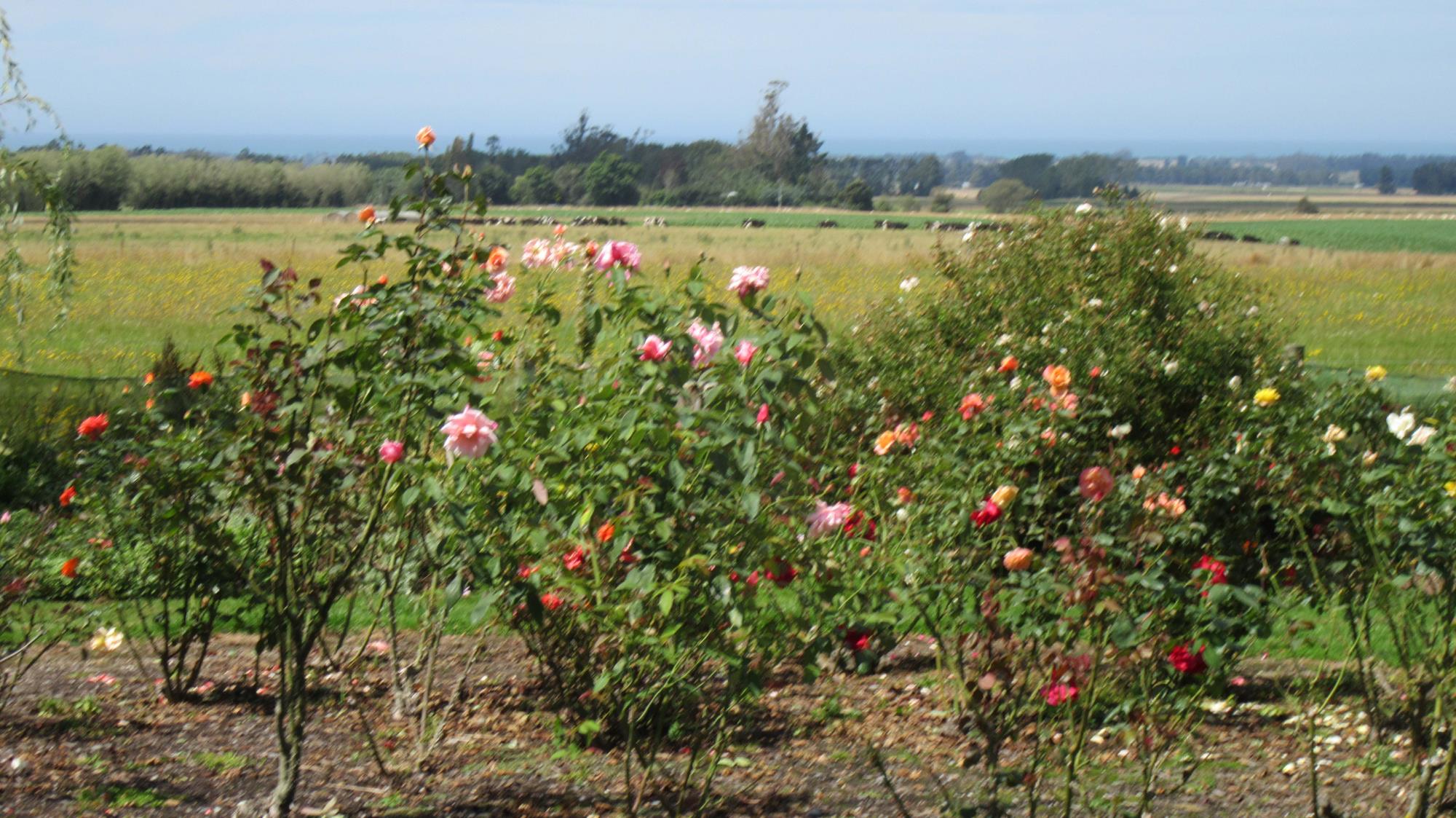 104 Upper Hook Road, Makikihi, Waimate, 4 rūma, 0 rūma horoi