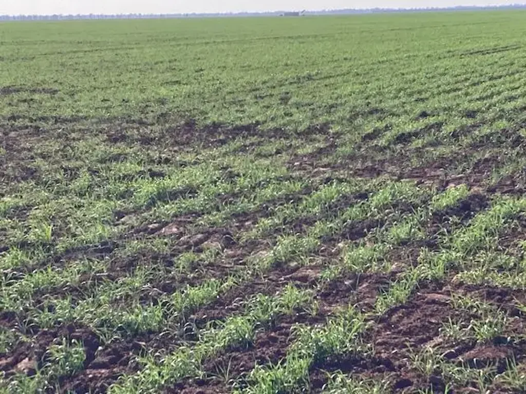 Thallon "Ballangarry" 9,151.79* Acres of Standout Thallon Irrigation & Cultivation
