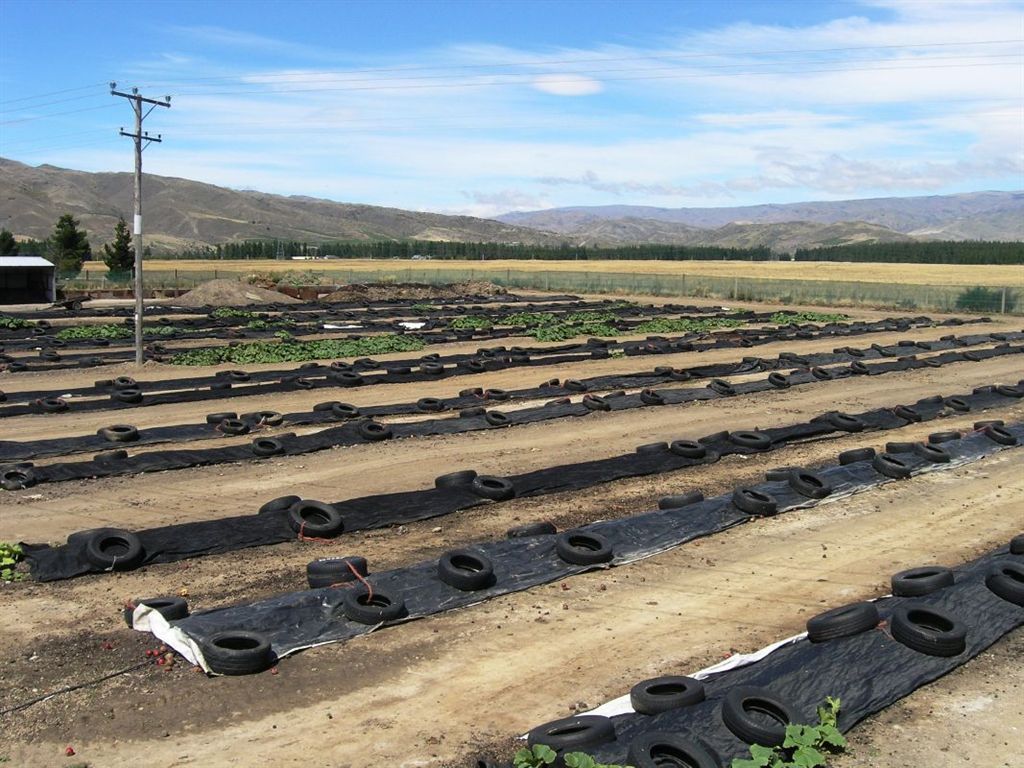 Cemetery Road, Cromwell, Otago, 0房, 1浴