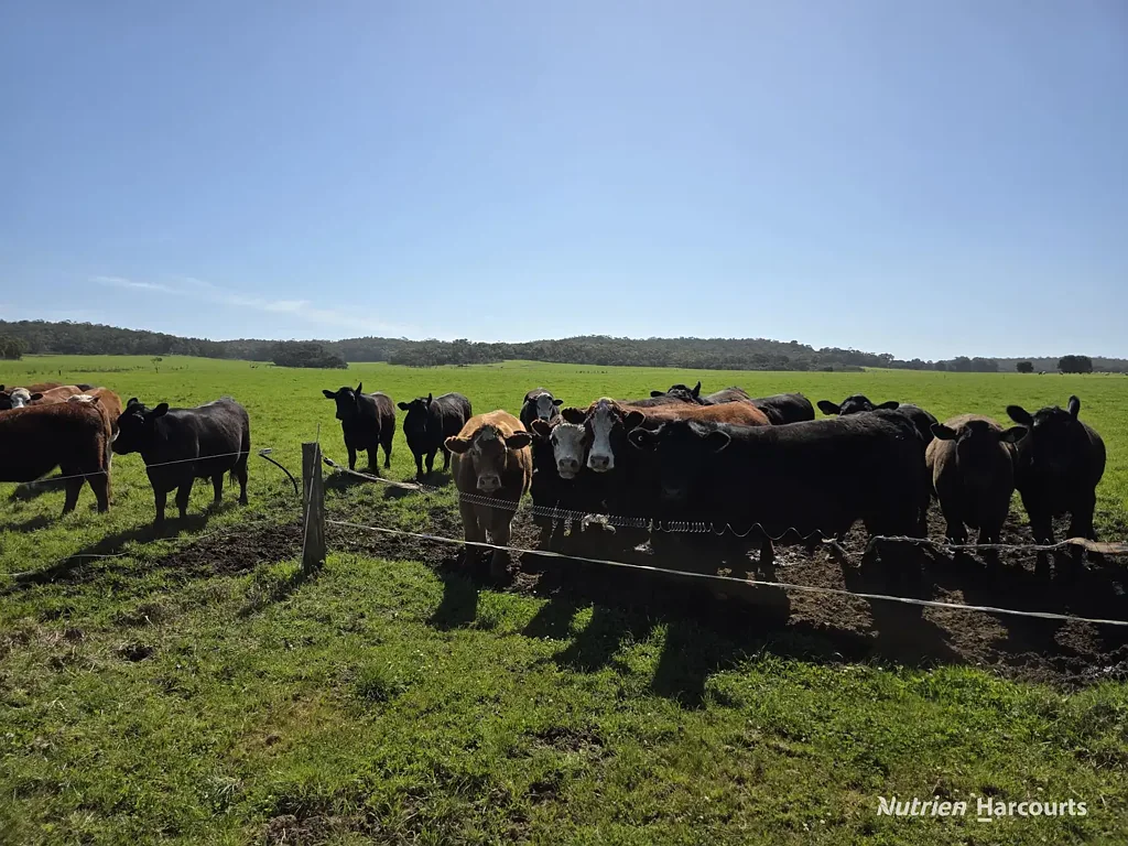 Kordabup Exceptional Cattle Production Property
