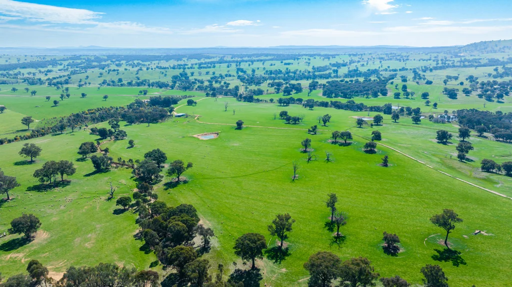 Holbrook "Pajara"