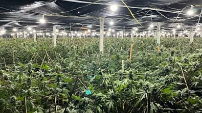 市价$1500万！奥克兰警方捣毁大型制毒窝点，9名海外公民被捕！
