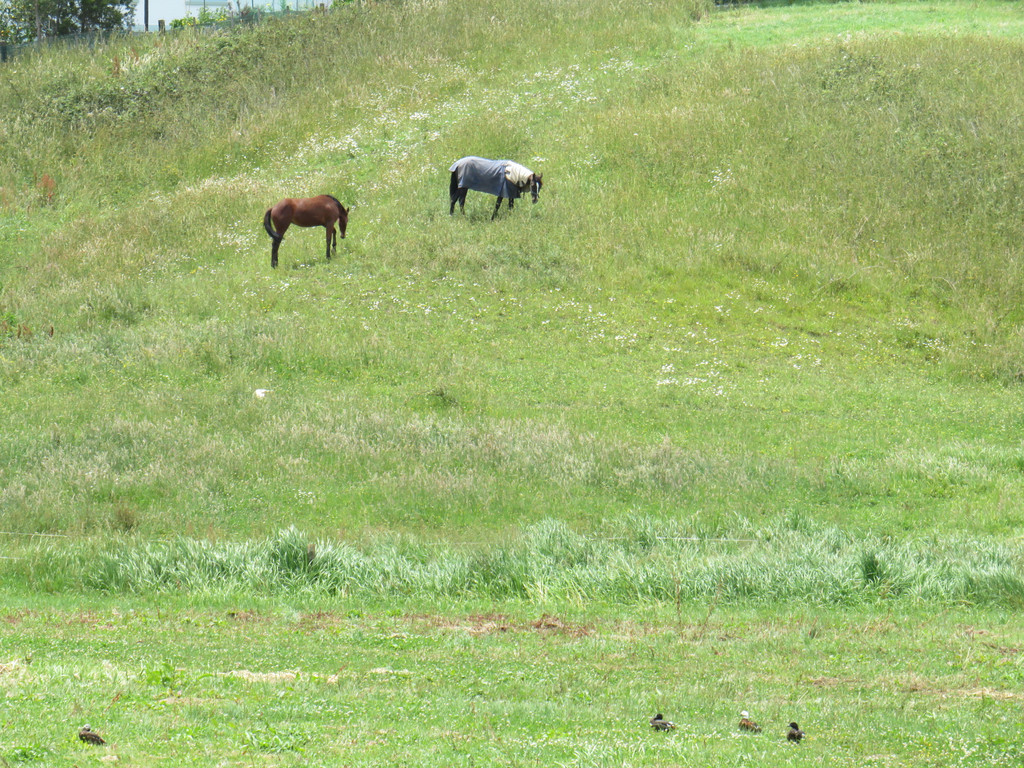 Swamp Road, Mareretu, Kaipara, 0 침실, 1 욕실