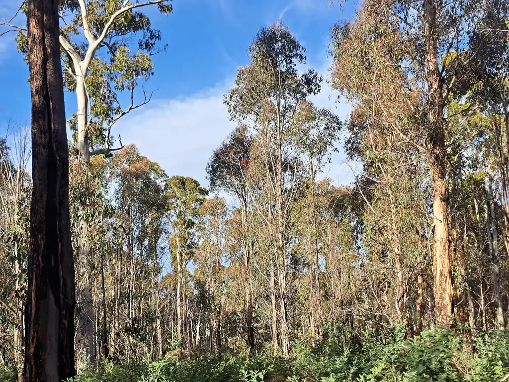Waddamana A Large Slice of Tasmania's Wild Interior