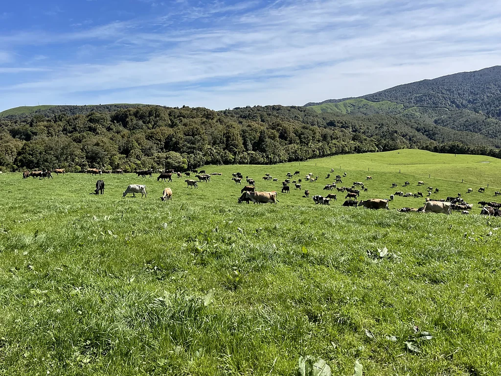 Otorohanga 231 Hectares Dairy Unit Priced To Sell