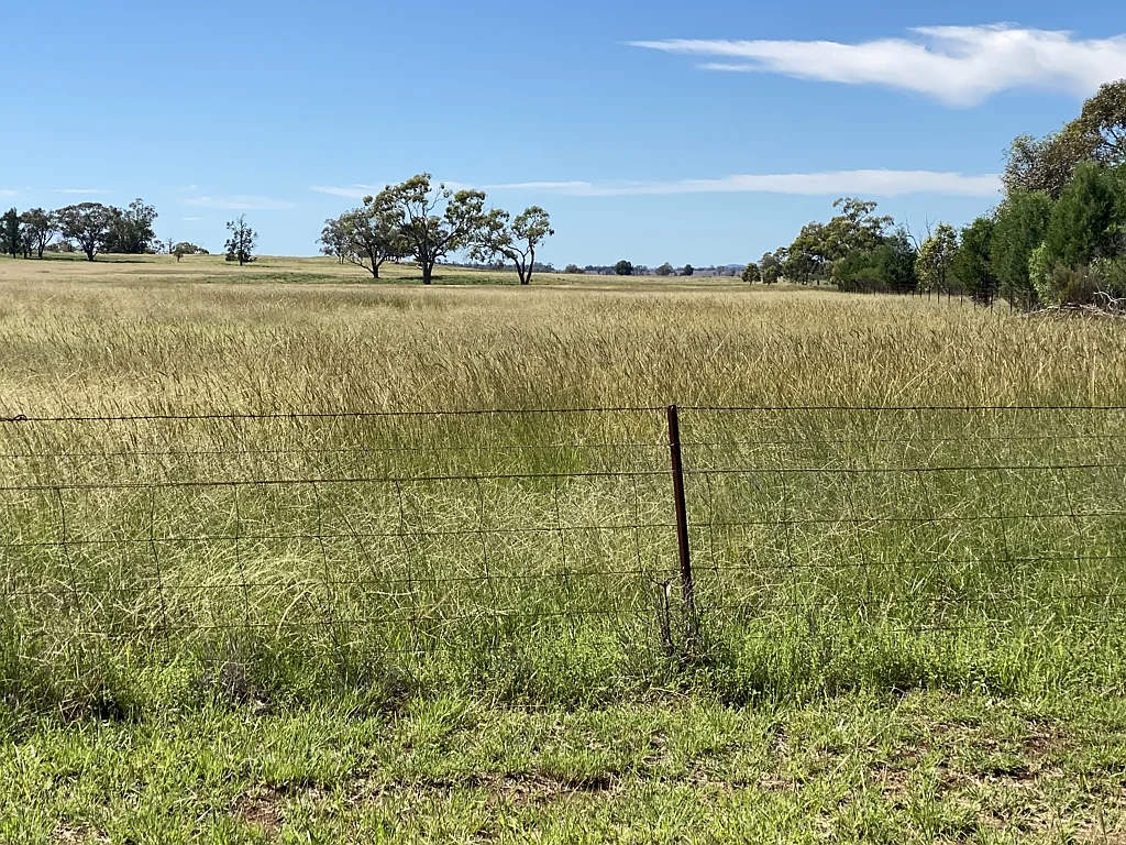 Trundle  Price Slashed. Has run up to 6000 Sheep with Town & Bore Water