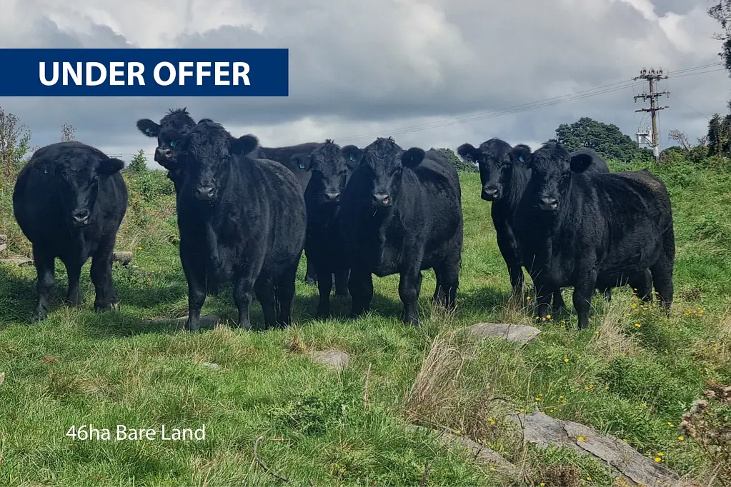 Te Kuiti Oparure Grazing