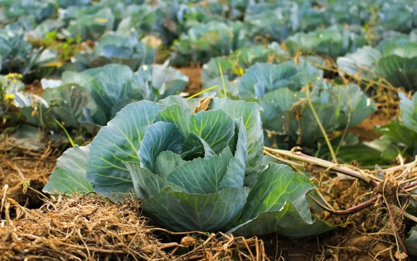 菜价暴涨60%？新西兰拟推行这项新政，菜农们慌了……