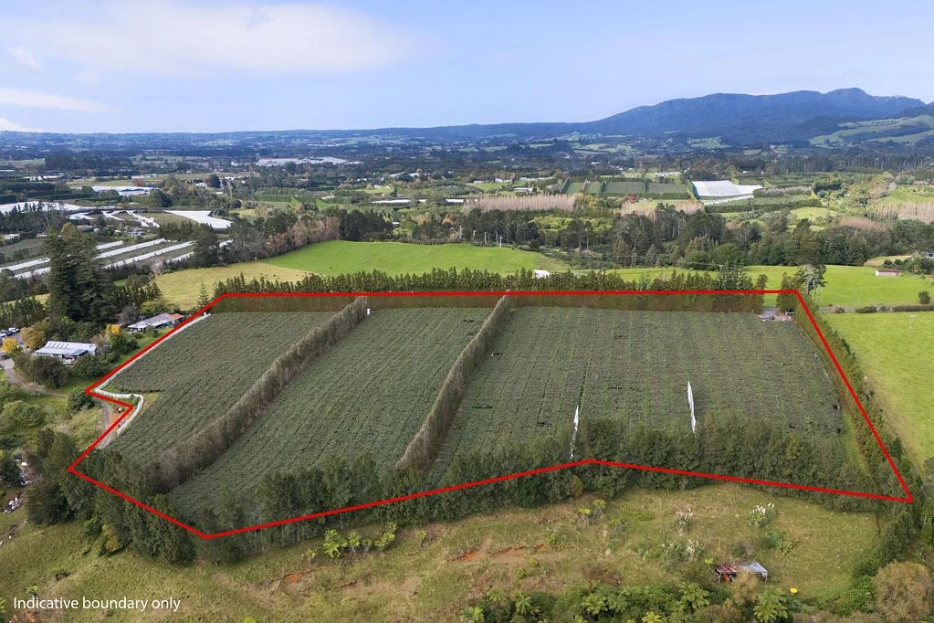 Katikati Green Kiwi Production Orchard