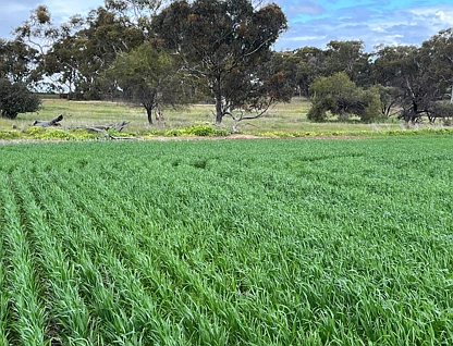 . 'Wells" Dangin North Road, Quairading, Wheat Belt, 0部屋, 0バスルーム, Lifestyle Property