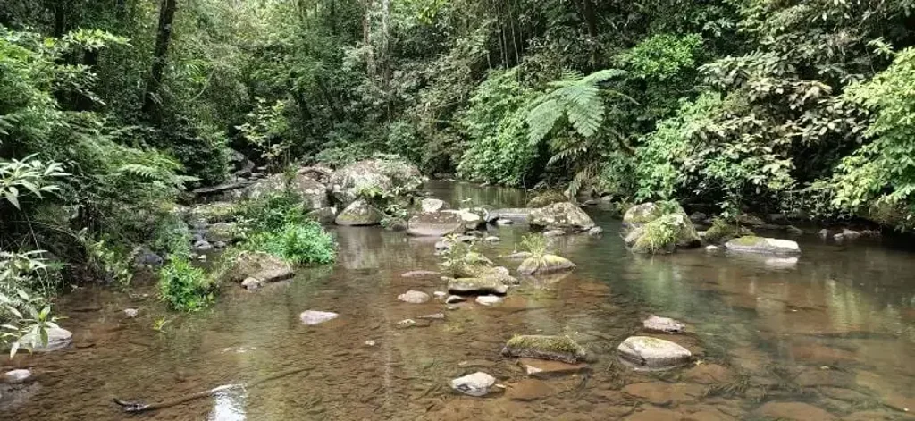 Millaa Millaa  Untouched
