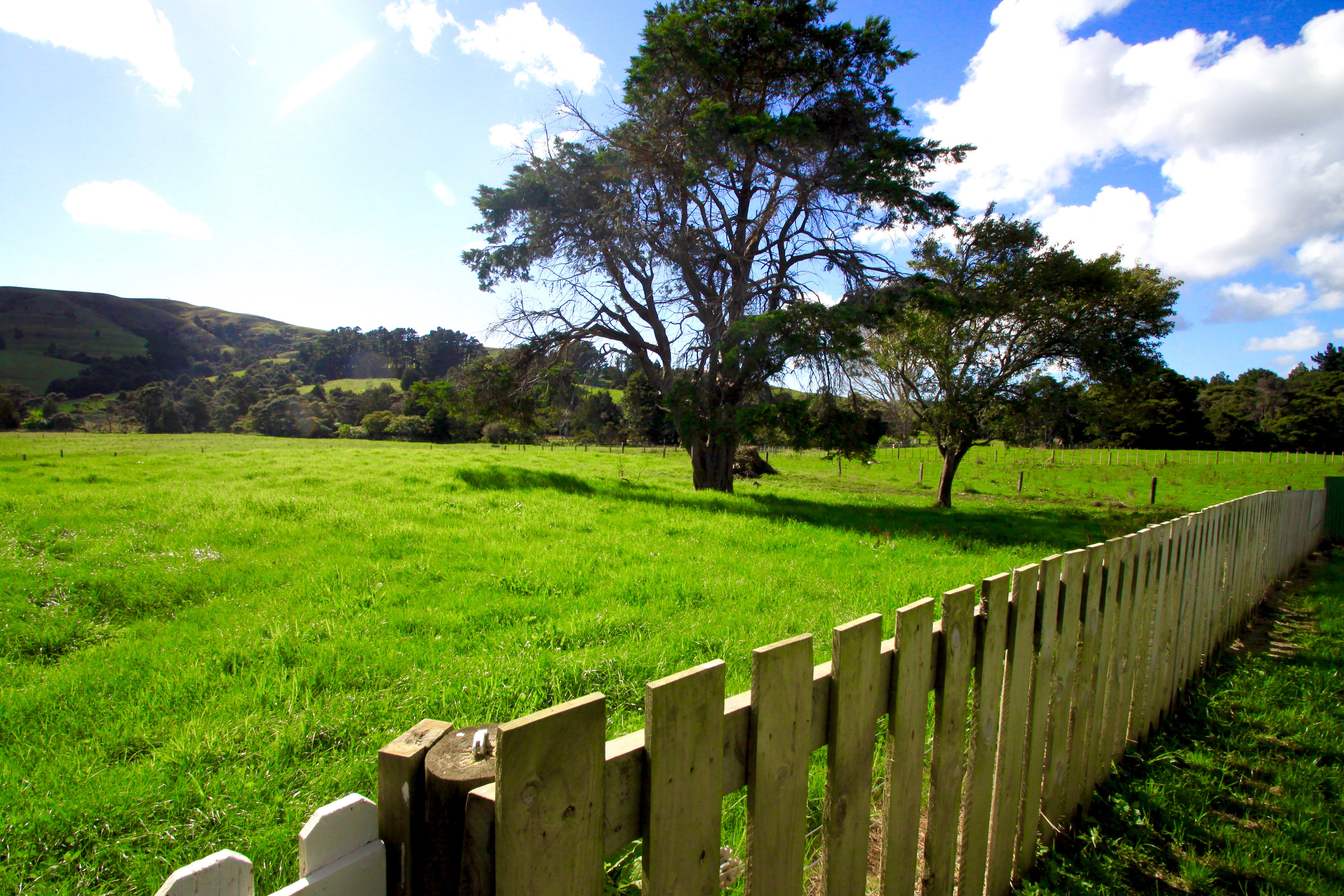 1313 Whangaripo Valley Road, Whangaripo, Auckland - Rodney, 3 ਕਮਰੇ, 1 ਬਾਥਰੂਮ