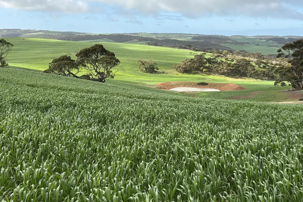 Koppio  KOOKABURRA GULLY - Drought Proofer