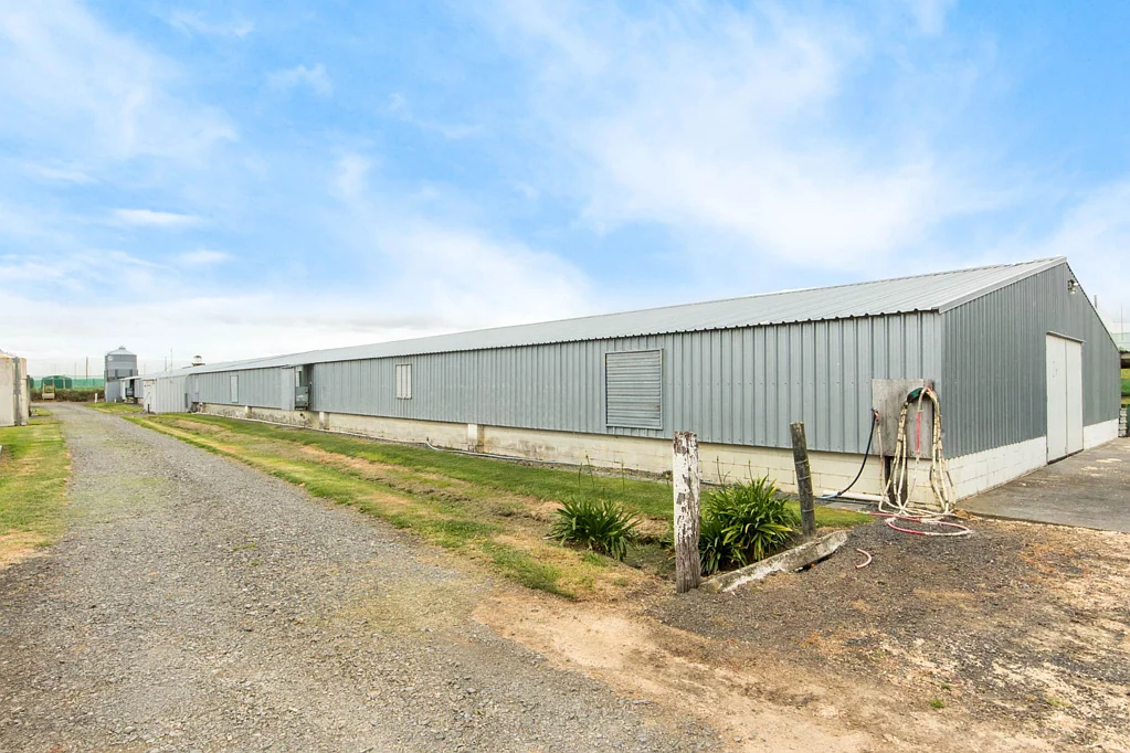 Waiuku Free Range Meat Chicken Farm-Cash Cow Business