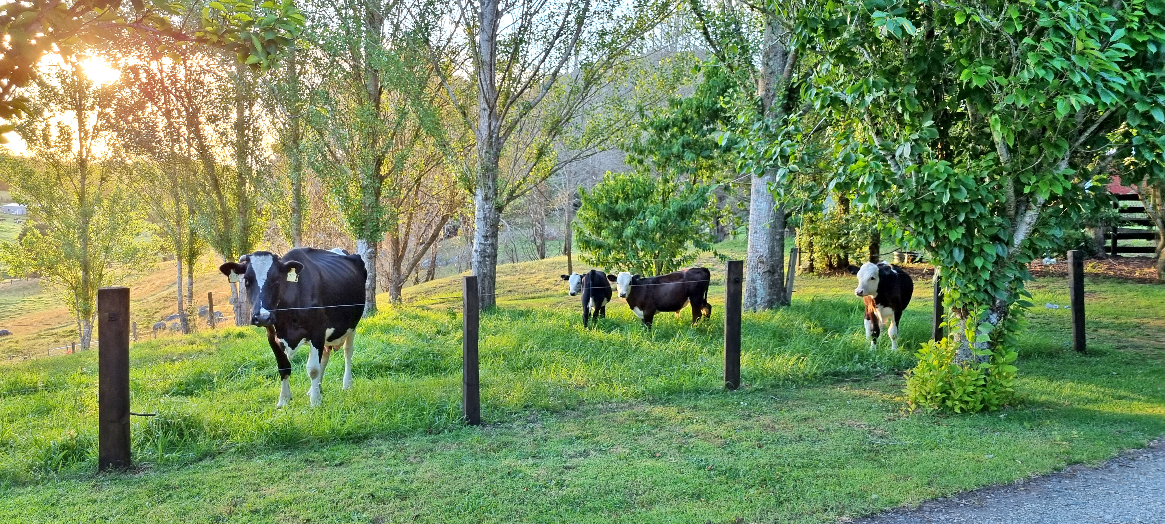 1231 Pipiwai Road, Ruatangata, Whangarei, 3 phòng ngủ, 2 phòng tắm