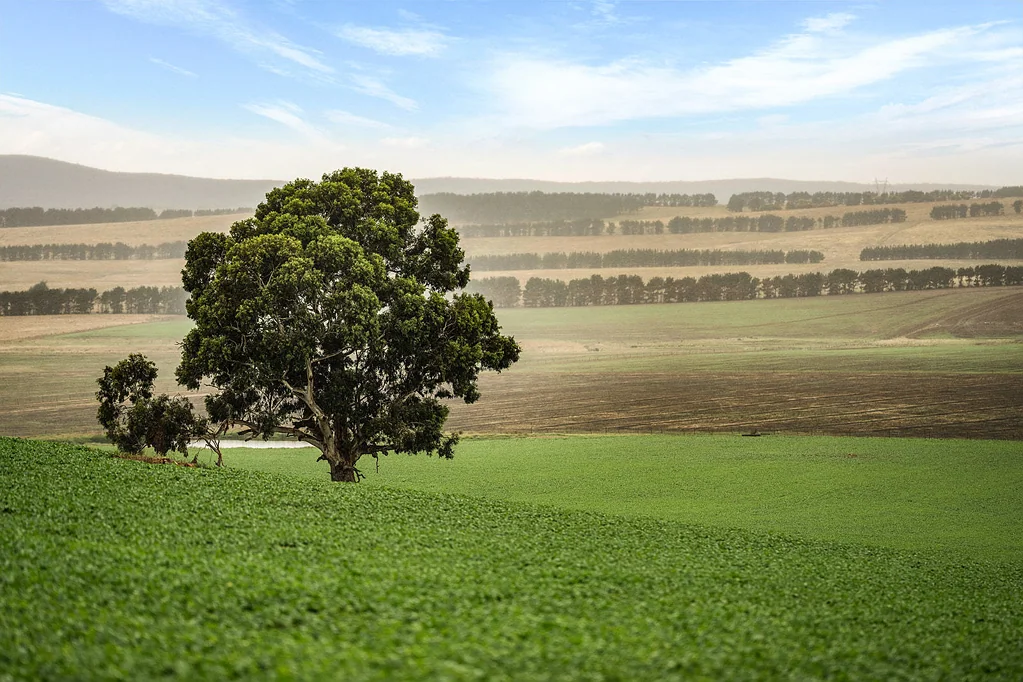 Goulburn  Pelican Sheep Station: A Historic Landmark in the Heart of the Goulburn District