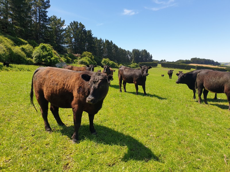 82 Paradise Gully Road, Five Forks and Surrounds, Waitaki, 0 침실, 0 욕실