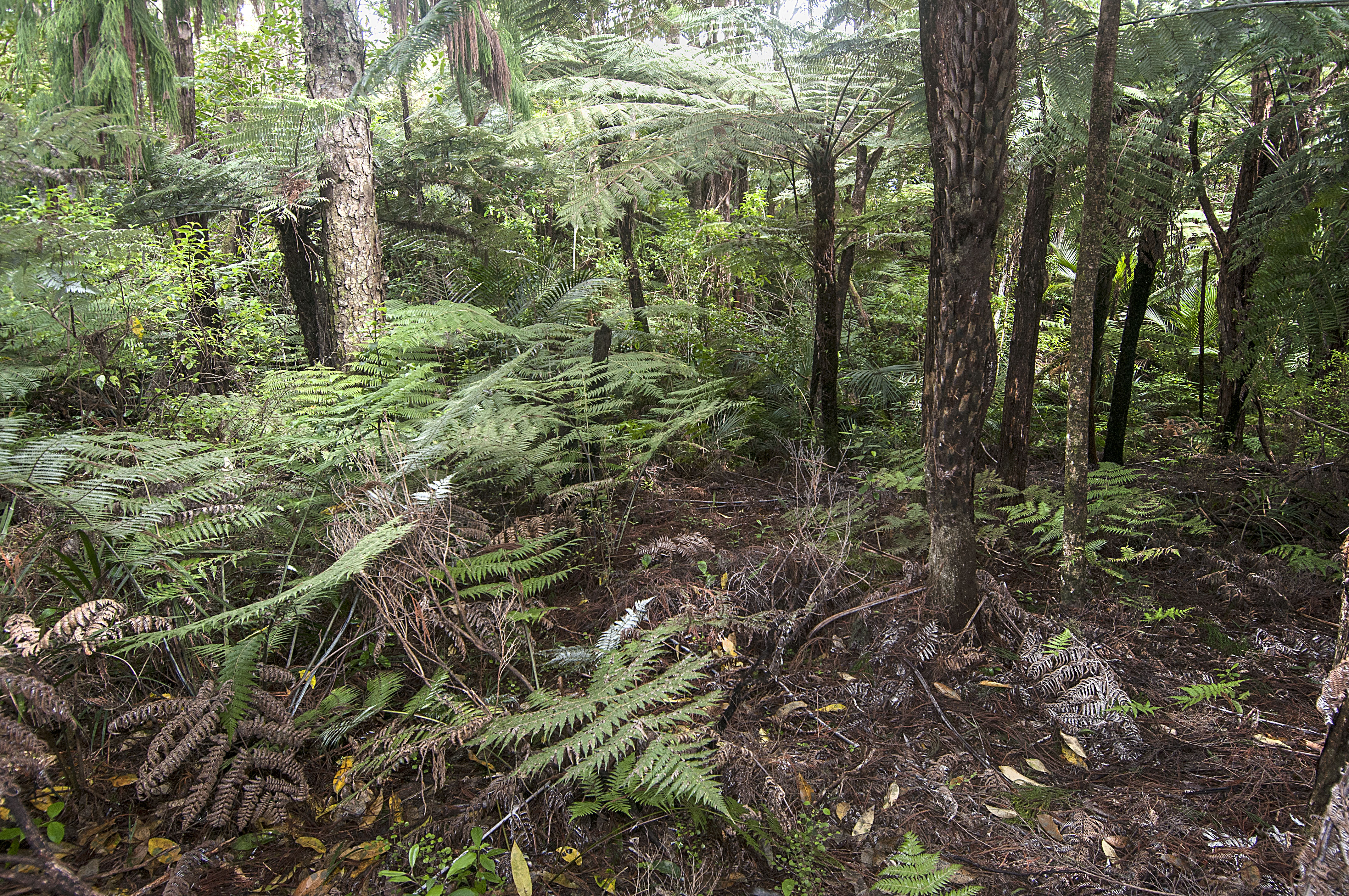 14 Napuka Road, Henderson Valley, Auckland - Waitakere, 0 Bedrooms, 0 Bathrooms