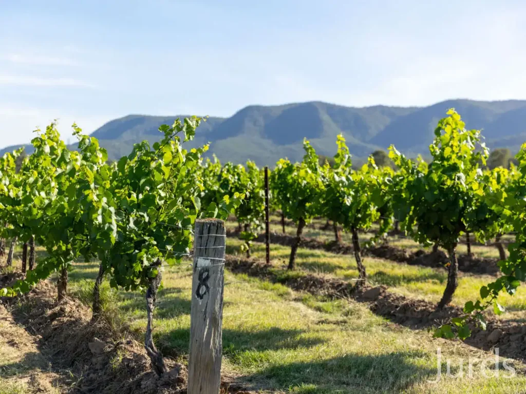 Pokolbin Wine Country Royalty