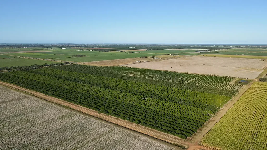 Alloway Productive 75.27ha Macadamia Farm Across Two Titles – Established Trees, Water Security & Future Expansion
