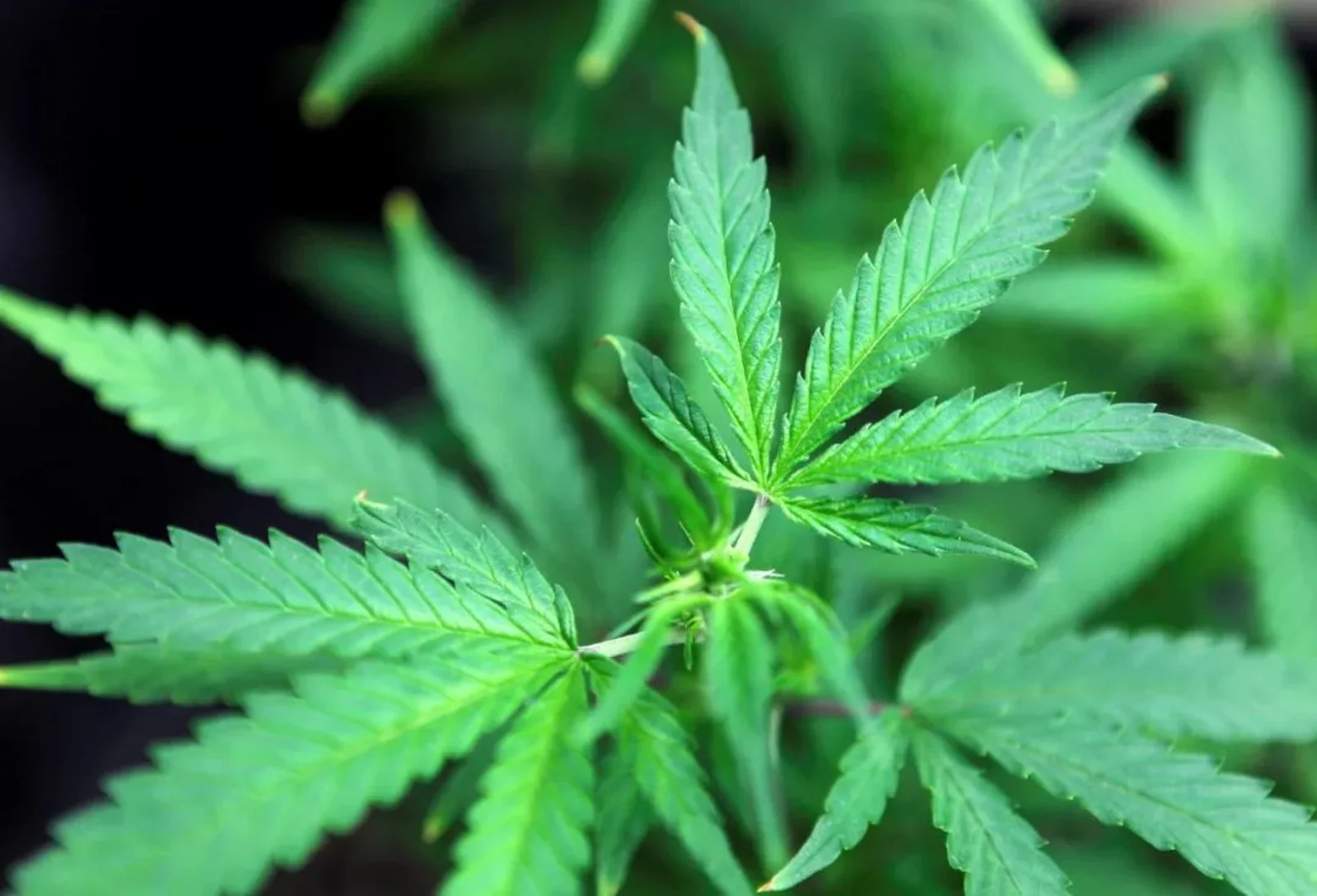 加州众议会允许医用大麻进入幼儿园-高中校园!民众在风中凌乱