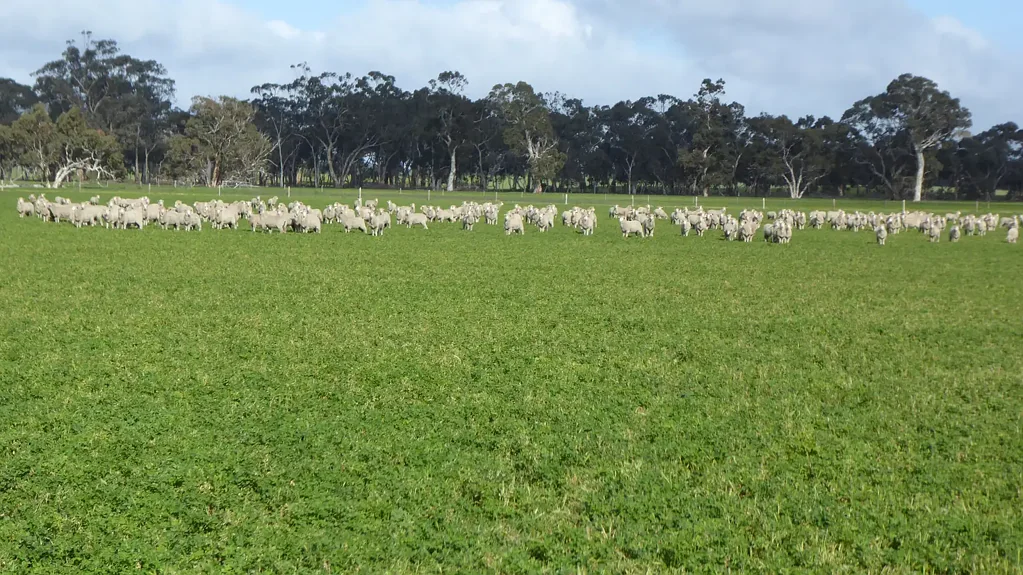 Western Flat Prime Irrigation, Cropping & Livestock Property
