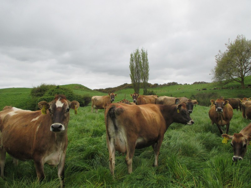 28a Kea Street, Piopio, Waitomo, 0 Kuwarto, 0 Banyo