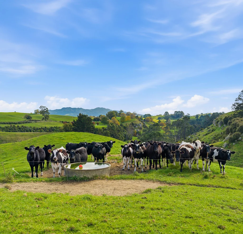 Putaruru  Space to farm, build and grow