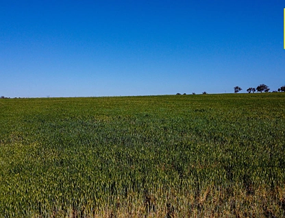 'Spring Haven"/11608 Gwydir Highway, Delungra, Tamworth, 4 Schlafzimmer, 1 Badezimmer, Lifestyle Property