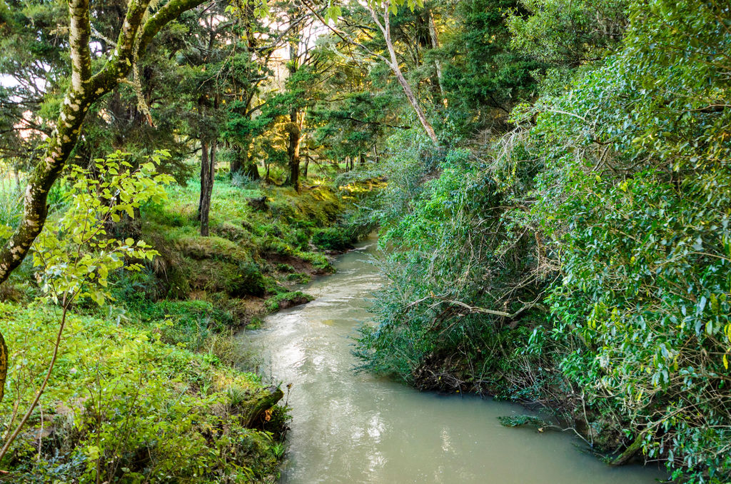 1149 Whangaripo Valley Road, Whangaripo, Auckland - Rodney, 0 ਕਮਰੇ, 1 ਬਾਥਰੂਮ, Finishing